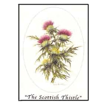 The Scottish Thistle