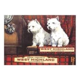 West Highland Dogs